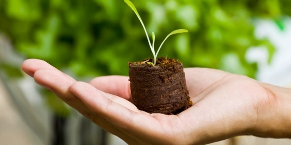 ماجستير العلوم في علوم وتكنولوجيا البيئة (عن طريق البحث)