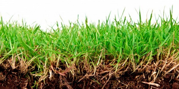 ماجستير في العلوم (علوم التربة) عن طريق الدورات الدراسية والبحث