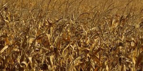 ماجستير في العلوم (الهندسة الزراعية) عن طريق الدورات الدراسية والبحث