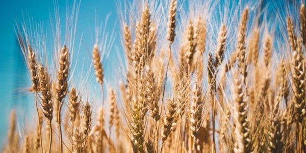 ماجستير العلوم (حماية المحاصيل) عن طريق الدورات الدراسية والبحث