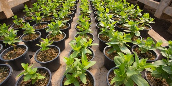 ماجستير العلوم في مجال التكنولوجيا الحيوية الزراعية (عن طريق البحث)