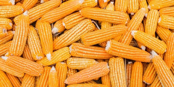 ماجستير العلوم في الهندسة الزراعية (عن طريق البحث)