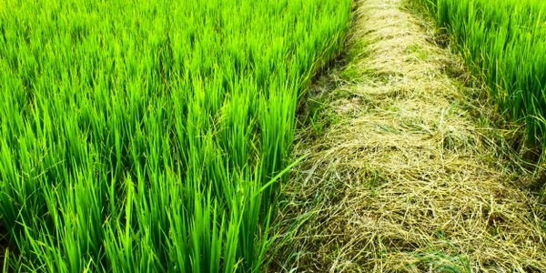 ماجستير العلوم في حماية المحاصيل (عن طريق البحث)