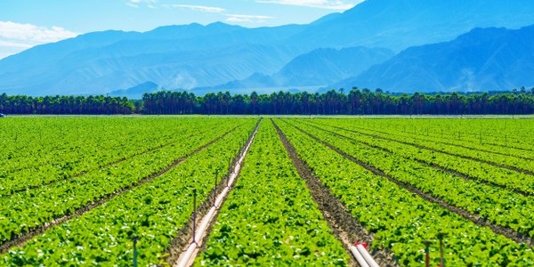 الدكتوراه في التكنولوجيا الحيوية الزراعية (عن طريق البحث)