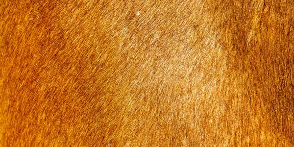 ماجستير العلوم في الهندسة الكيميائية - طلاء السطح (عن طريق البحث)