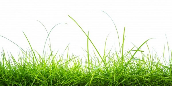 ماجستير في العلوم المتخصص  في البيئة (الدورات الدراسية)