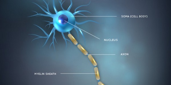 ماجستير في العلوم المتخصصة في علم الأعصاب (عن طريق البحث)