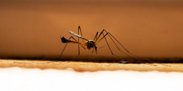 دكتوراه الفلسفة في علم الطفيليات (عن طريق البحث)