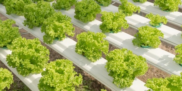 دبلوم في تربية الأحياء المائية