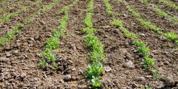 البكالوريوس في علوم حيوية [بيويندوستري]