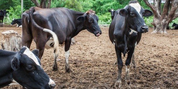 ماجستير العلوم في علم الوراثة وتربية عن طريق البحث