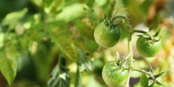 دكتوراه الفلسفة في الاقتصاد الزراعي عن طريق البحث