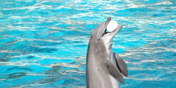 دكتوراه الفلسفة في سلوك الحيوان والرعاية عن طريق البحث