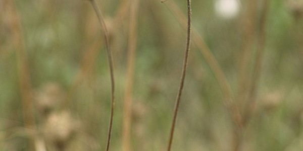 دكتوراه الفلسفة في علم أمراض النبات عن طريق البحث