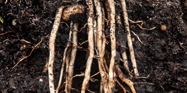 دكتوراه الفلسفة في علوم التربة عن طريق البحث