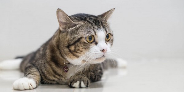 ماجستير في العلوم البيطرية  (عن طريق البحث)