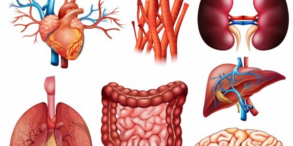 دكتوراه الفلسفة في علم التشريح وعلم الأنسجة عن طريق البحث