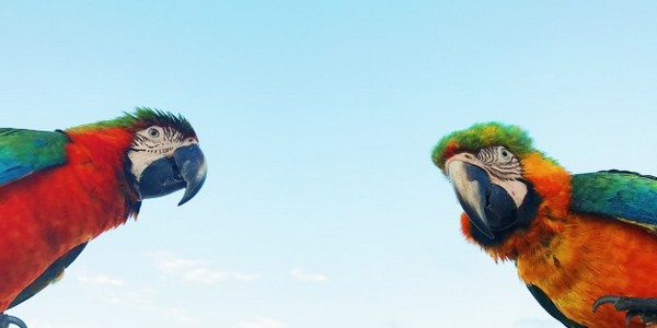 دكتوراه في الطب الطيور عن طريق البحث