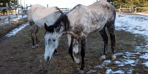 دكتوراه في طب الخيول عن طريق البحث