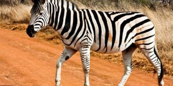 دكتوراه في الطب المجترات عن طريق البحث