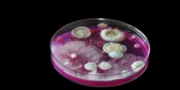 دكتوراه الفلسفة في علم الجراثيم عن طريق البحث