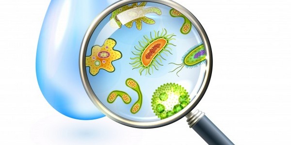 دكتوراه الفلسفة في علم الأمراض عن طريق البحث