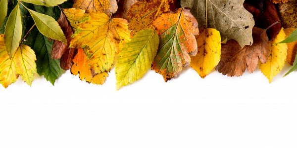 ماجستير العلوم في الهندسة البيئية عن طريق البحث