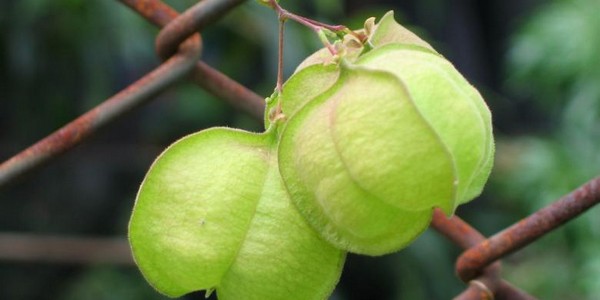 دكتوراه الفلسفة في علم الطفيليات الطبية عن طريق البحث