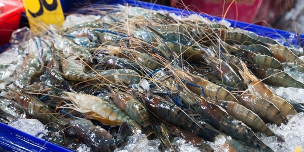 ماجستير في العلوم في تربية الأحياء المائية عن طريق البحث