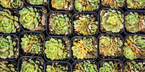 ماجستير في العلوم في البساتين عن طريق البحث