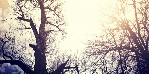 ماجستير العلوم في علم أمراض النبات عن طريق البحث