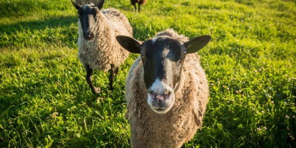 الماجستير في العلوم الزراعية عن طريق البحث