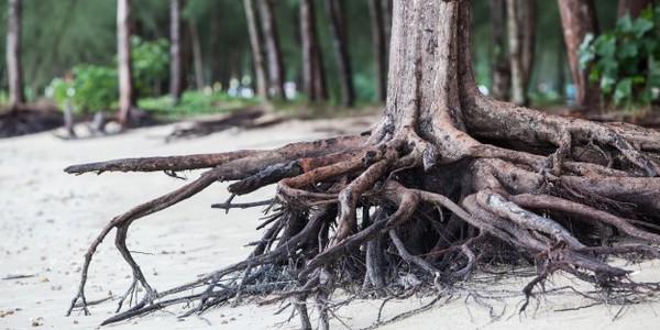 دكتوراه الفلسفة في علم أمراض النبات عن طريق البحث