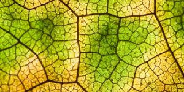 دكتوراه في مجال التكنولوجيا الحيوية النباتية عن طريق البحث