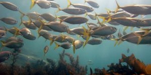 ماجستير العلوم في علم البيئة البحرية والتنوع البيولوجي عن طريق البحث