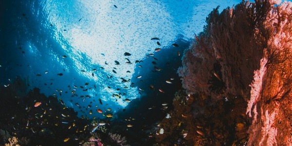 ماجستير في العلوم في مجال التكنولوجيا الحيوية المائية عن طريق البحث