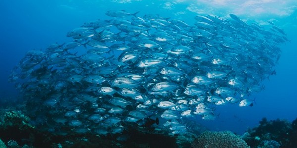 دكتوراه في التكنولوجيا الحيوية المائية عن طريق البحث