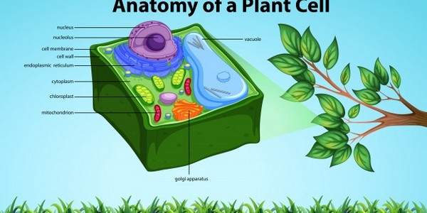 دكتوراه الفلسفة في الكيمياء النباتية عن طريق البحث