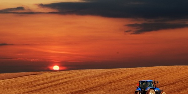 ماجستير العلوم في السياسات الزراعية عن طريق البحث