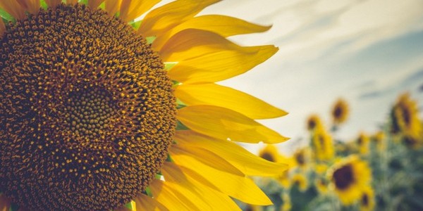 ماجستير في العلوم في التقدم الريفي عن طريق البحث