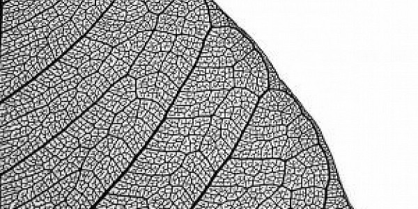 ماجستير في العلوم في مجال التكنولوجيا الحيوية النباتية عن طريق البحث