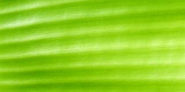 دكتوراه في مجال التكنولوجيا الحيوية النباتية عن طريق البحث