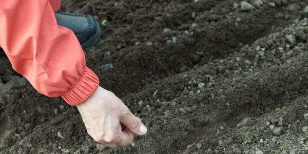 بكالوريوس في العلوم الزراعية