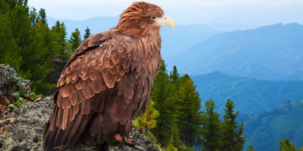 دكتوراه الفلسفة في الحياة البرية البيئة والإدارة عن طريق البحث