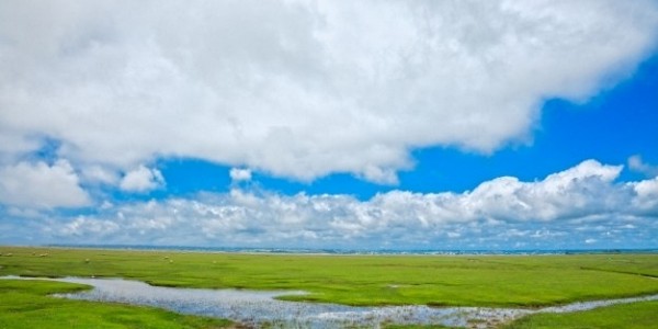 ماجستير في العلوم في النظم البيئية والعمليات عن طريق البحث