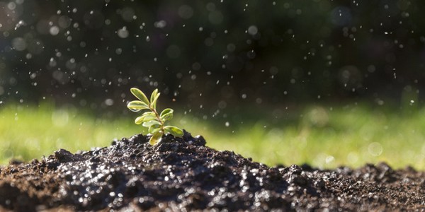 دكتوراه الفلسفة في الاقتصاد البيئي والتخطيط والإدارة عن طريق البحث