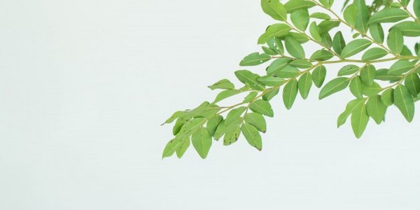 ماجستير في العلوم (عملية إدارة المصنع)