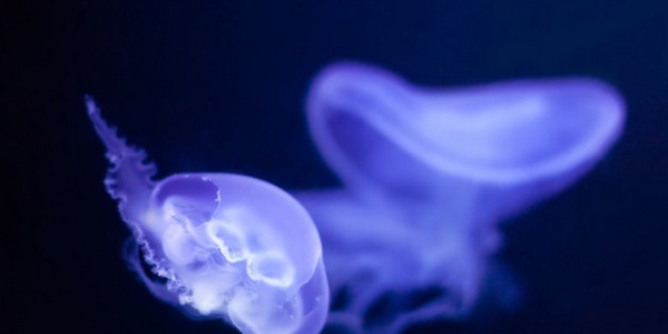 ماجستير العلوم (علم الأحياء) - عن طريق البحث